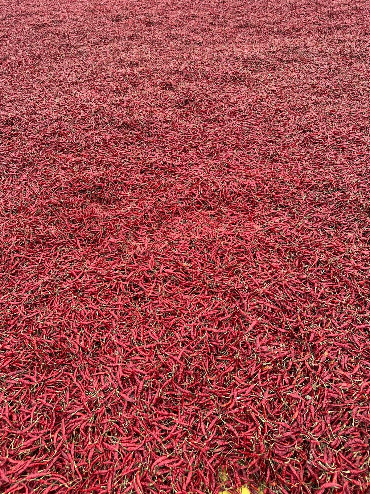 105832-88541-1129011508845524