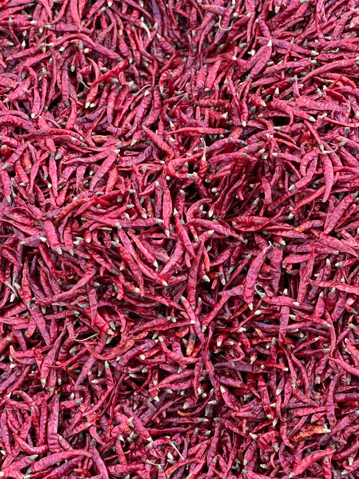 105832-88541-1129572381992520