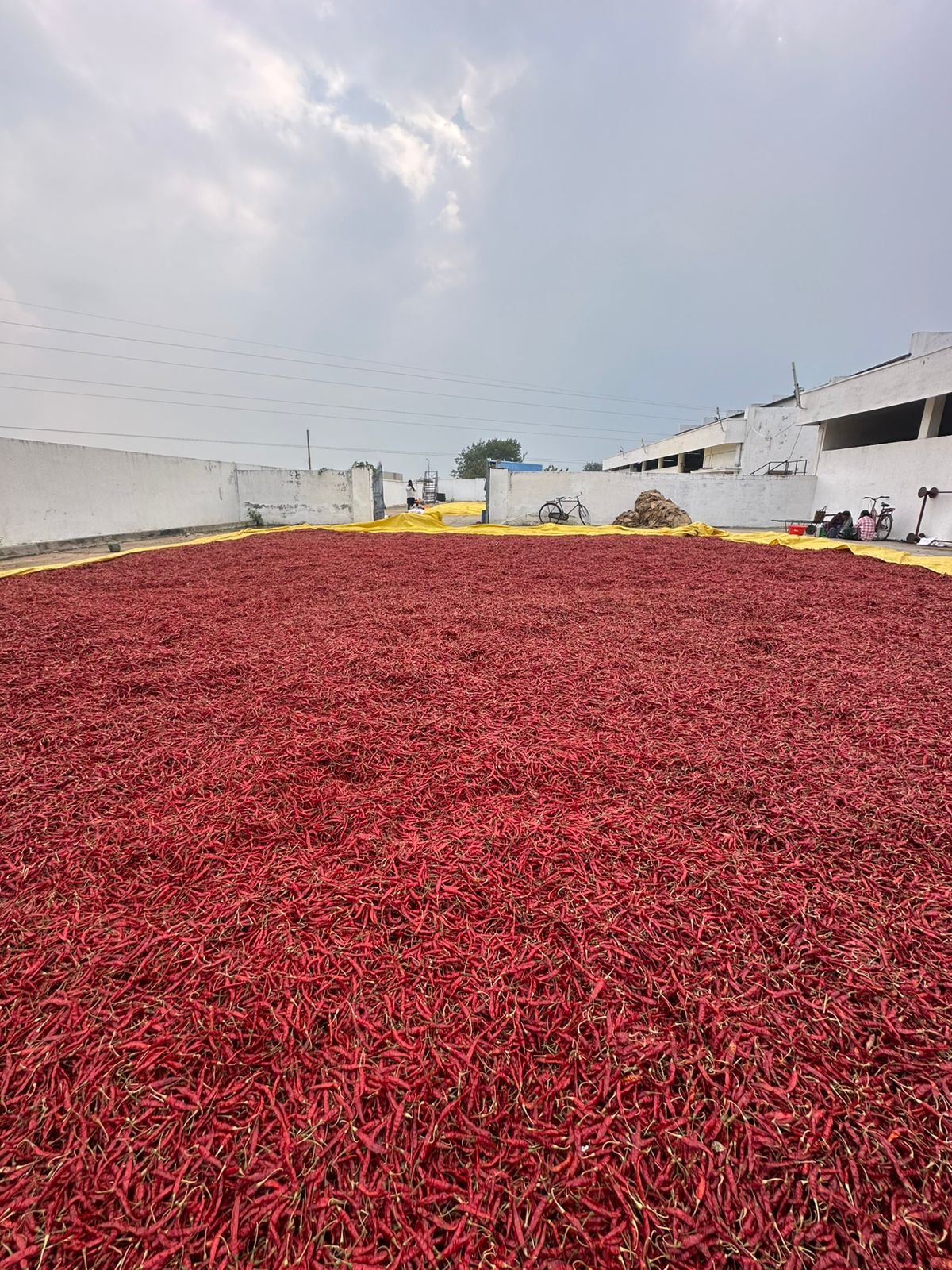 105832-88541-2063854854054450