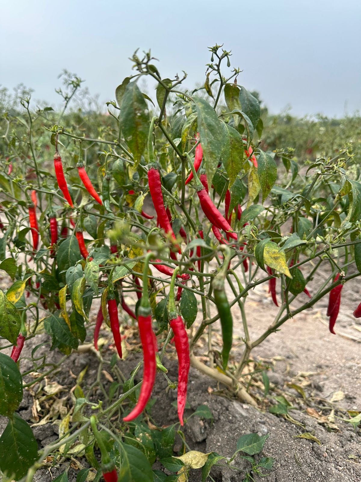 105832-88541-814527717442574