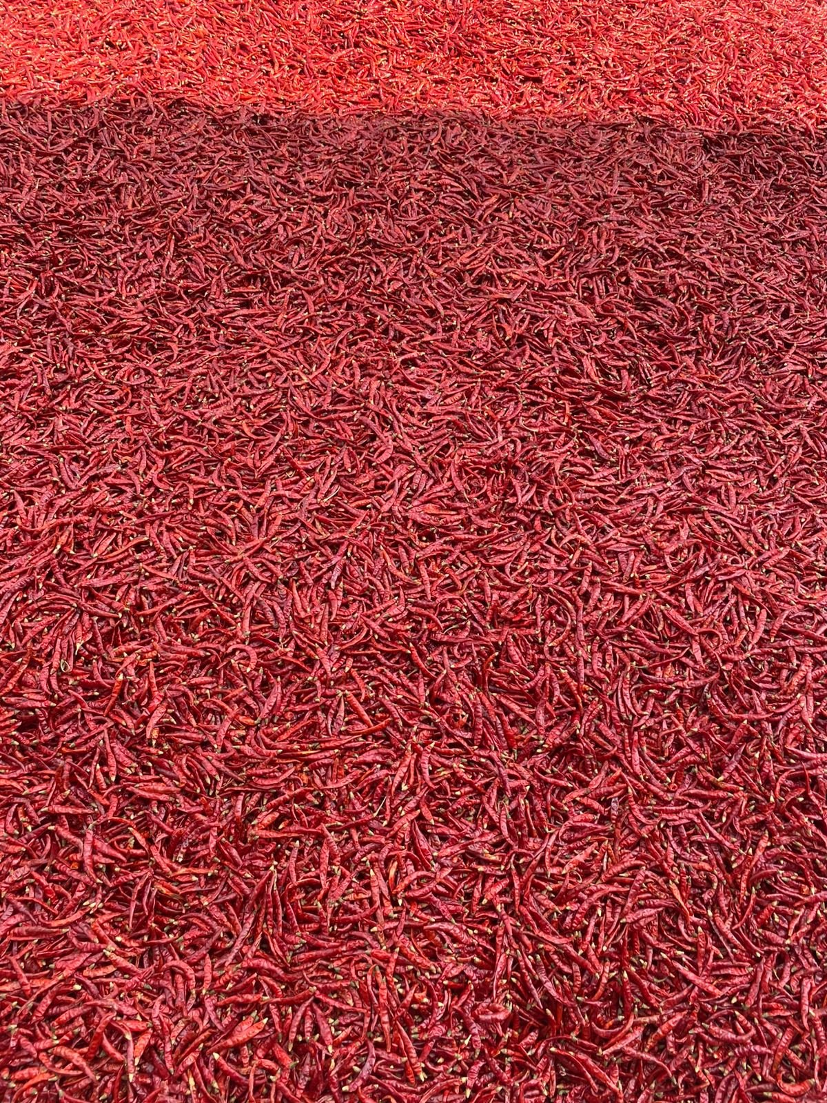 105832-88541-987962589819259 (1)