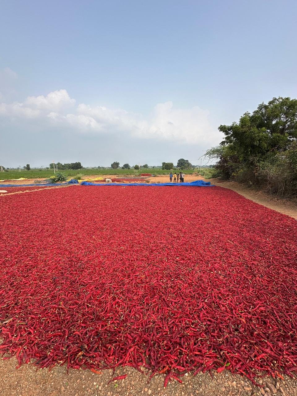 WhatsApp Image 2025-01-11 at 14.08.54_5ac27903