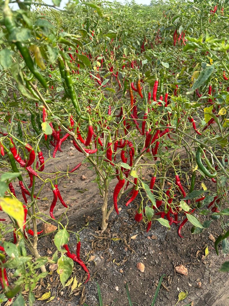 WhatsApp Image 2025-01-11 at 14.08.54_79df49a7