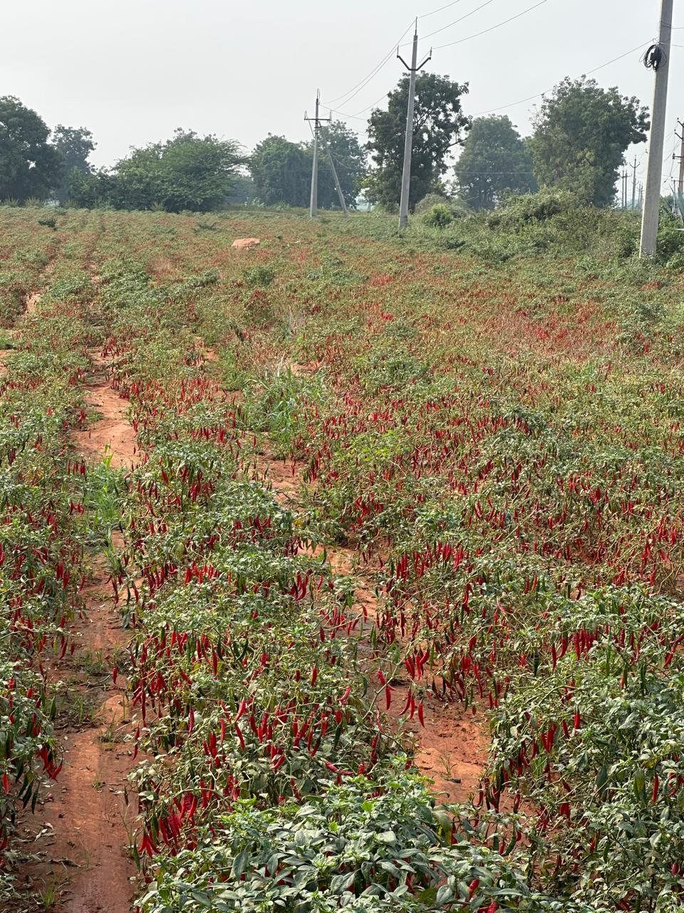 WhatsApp Image 2025-01-11 at 14.08.54_d1d82588