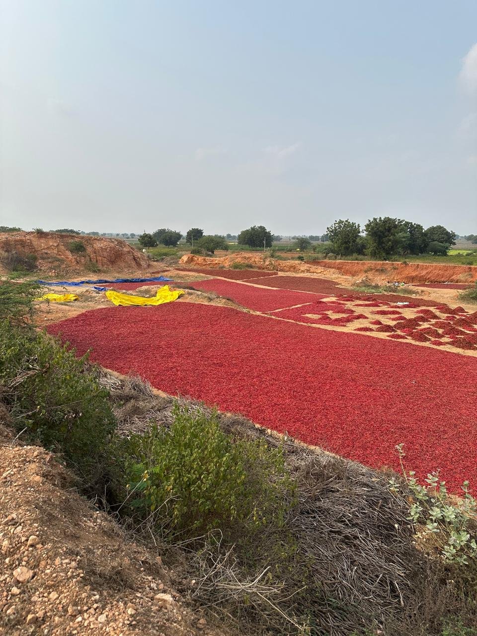 WhatsApp Image 2025-01-11 at 14.08.55_7a9a1657